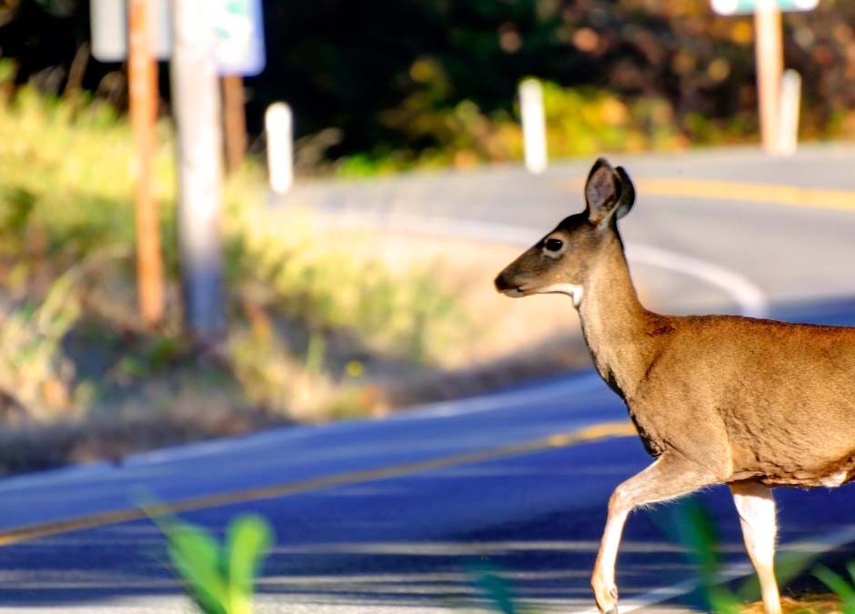 Deer Season Driving Checklist